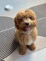 Miloh, a male Cavapoo for sale in Plano, TX – 1 of 3