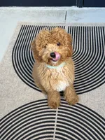 Miloh, a male Cavapoo for sale in Plano, TX – 3 of 3