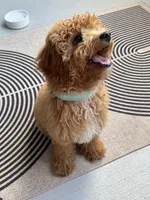 Miloh, a male Cavapoo for sale in Plano, TX – 2 of 3