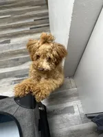 Honey, a female Cockapoo for sale in Brooklyn, NY – 10 of 10