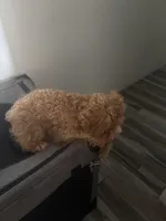 Honey, a female Cockapoo for sale in Brooklyn, NY – 7 of 10