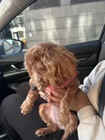 Honey, a female Cockapoo for sale in Brooklyn, NY – 2 of 10