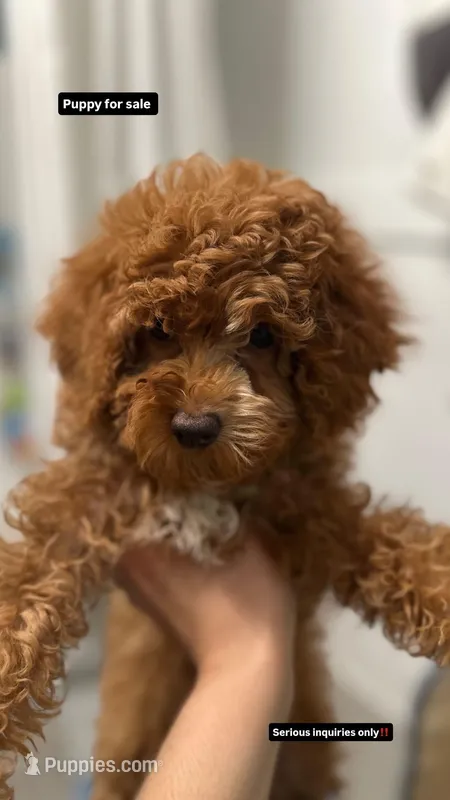 Honey – Cockapoo puppy for sale in Brooklyn, NY