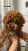 Honey, a female Cockapoo for sale in Brooklyn, NY – 1 of 10