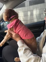 Honey, a female Cockapoo for sale in Brooklyn, NY – 6 of 10