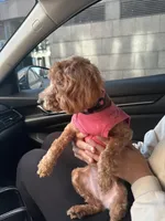 Honey, a female Cockapoo for sale in Brooklyn, NY – 5 of 10