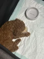 Honey, a female Cockapoo for sale in Brooklyn, NY – 8 of 10