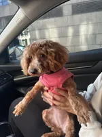 Honey, a female Cockapoo for sale in Brooklyn, NY – 3 of 10