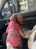 Honey, a female Cockapoo for sale in Brooklyn, NY – 4 of 10