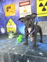 Toffee, a female Chihuahua for sale in Westfield, IN – 3 of 4