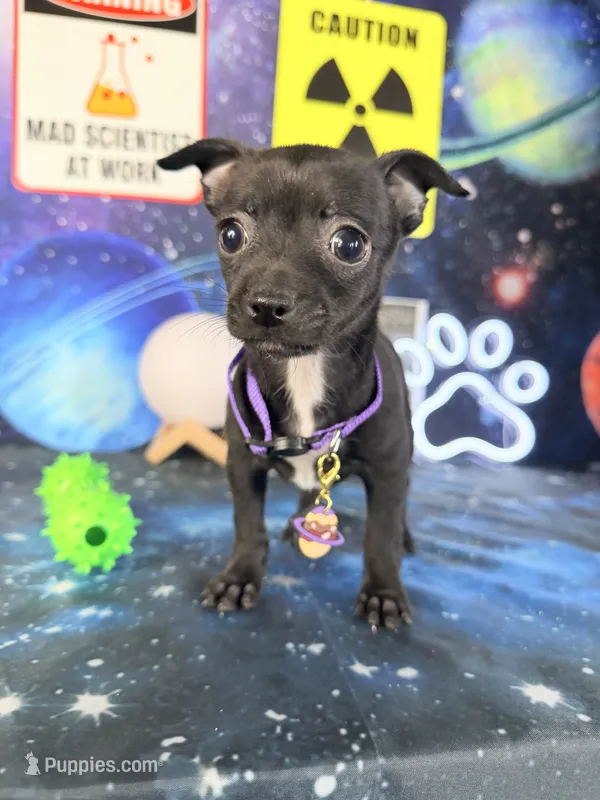 Toffee – Chihuahua puppy for sale in Westfield, IN