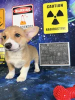 Luna, a male Pembroke Welsh Corgi for sale in Westfield, IN – 2 of 5