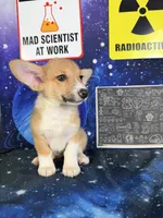 Luna, a male Pembroke Welsh Corgi for sale in Westfield, IN – 5 of 5