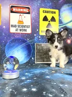 Eclipse, a male Pembroke Welsh Corgi for sale in Westfield, IN – 2 of 4