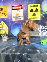 Churro , a male Dachshund for sale in Westfield, IN – 2 of 5