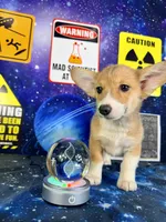 Luna, a male Pembroke Welsh Corgi for sale in Westfield, IN – 1 of 5