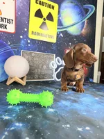 Churro , a male Dachshund for sale in Westfield, IN – 4 of 5