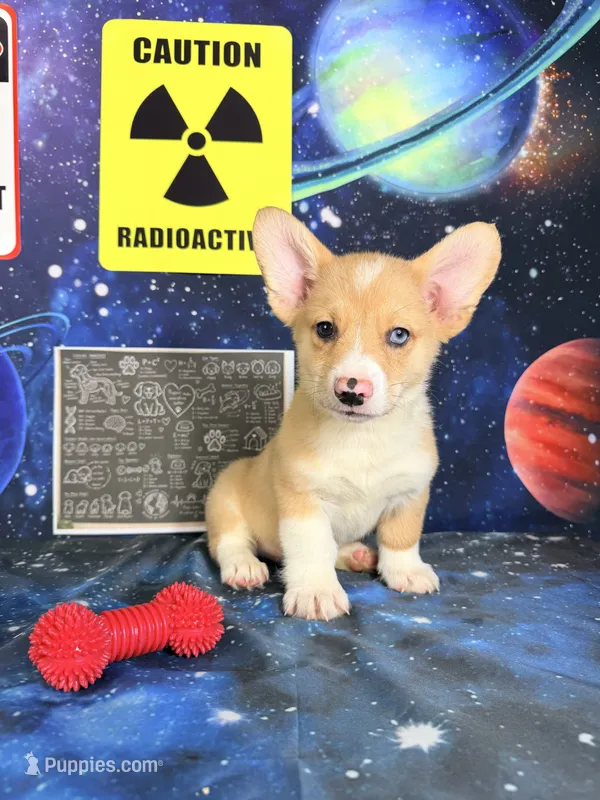Cosmo – Pembroke Welsh Corgi puppy for sale in Westfield, IN