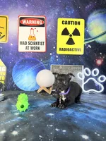 Toffee, a female Chihuahua for sale in Westfield, IN – 4 of 4