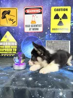Eclipse, a male Pembroke Welsh Corgi for sale in Westfield, IN – 3 of 4