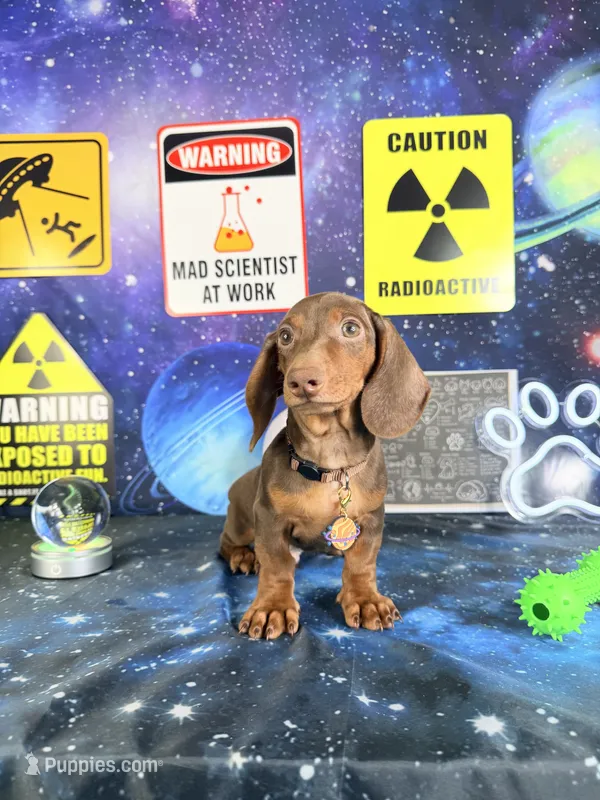 Churro  – Dachshund puppy for sale in Westfield, IN