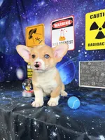 Cosmo, a male Pembroke Welsh Corgi for sale in Westfield, IN – 4 of 5