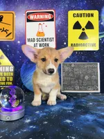 Luna, a male Pembroke Welsh Corgi for sale in Westfield, IN – 4 of 5