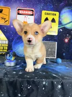 Cosmo, a male Pembroke Welsh Corgi for sale in Westfield, IN – 5 of 5