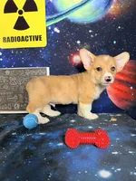Cosmo, a male Pembroke Welsh Corgi for sale in Westfield, IN – 2 of 5