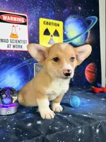 Cosmo, a male Pembroke Welsh Corgi for sale in Westfield, IN – 3 of 5