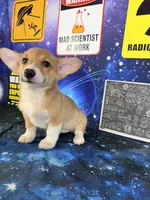 Luna, a male Pembroke Welsh Corgi for sale in Westfield, IN – 3 of 5