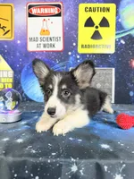 Eclipse, a male Pembroke Welsh Corgi for sale in Westfield, IN – 4 of 4