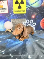 Churro , a male Dachshund for sale in Westfield, IN – 5 of 5