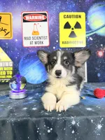 Eclipse, a male Pembroke Welsh Corgi for sale in Westfield, IN – 1 of 4