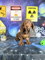 Churro , a male Dachshund for sale in Westfield, IN – 3 of 5