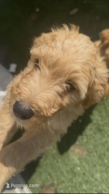 Tripp – Goldendoodle puppy for sale in Tampa, FL