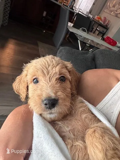 Peanut – Goldendoodle puppy for sale in Tampa, FL