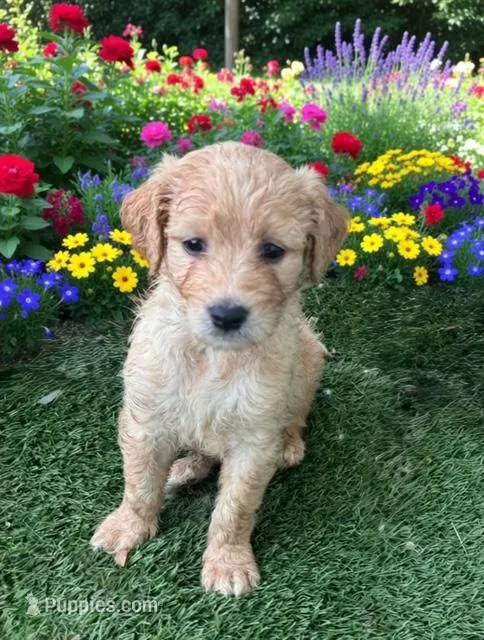 Sugar – Goldendoodle puppy for sale in Tampa, FL