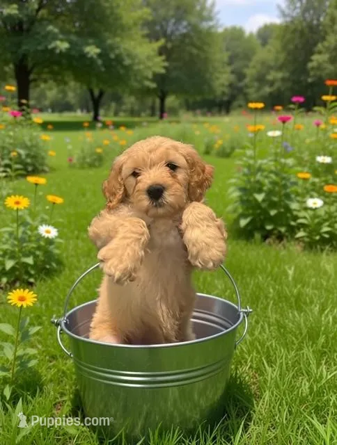 Butta Cup  – Goldendoodle puppy for sale in Tampa, FL