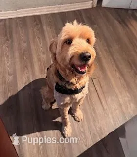 Biscuit – Goldendoodle puppy for sale in Tampa, FL