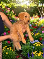 Maximillian, a male Goldendoodle for sale in Tampa, FL – Photo 2 of 2