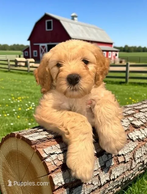 Hunny – Goldendoodle puppy for sale in Tampa, FL