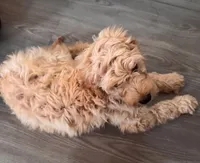 Simba, a male Goldendoodle for sale in Tampa, FL – Photo 4 of 4