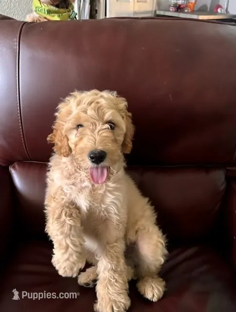 Simba, a male Goldendoodle for sale in Tampa, FL – Photo 1 of 4