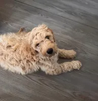 Simba, a male Goldendoodle for sale in Tampa, FL – Photo 2 of 4
