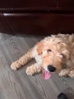 Simba, a male Goldendoodle for sale in Tampa, FL – Photo 3 of 4