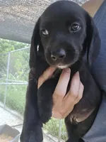 Raven, a female Beagle and Labrador Retriever for sale in Appomattox, VA – 2 of 8