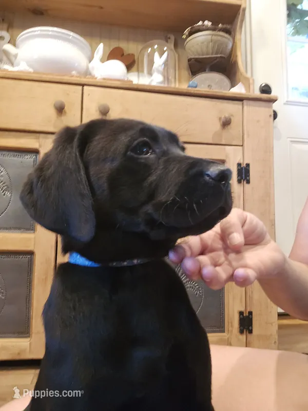 Rocky – Labrador Retriever puppy for sale in Appomattox, VA