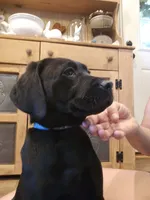 Rocky, a male Labrador Retriever for sale in Appomattox, VA – 1 of 7