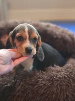 Josie, a female Beagle for sale in Appomattox, VA – 4 of 5